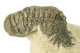 Detailed Crotalocephalina Trilobite - Exposed Hypostome #251055-1